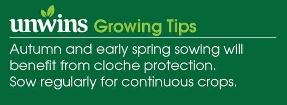 Pea (Maincrop) Douce Provence Seeds Unwins Growing Tips
